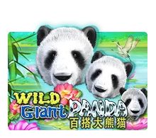 Wild Giant Panda - HUNIAN138